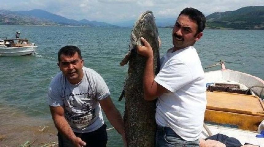 Almus Barajı'nda oltayla 80 kiloluk yayın balığı yakaladı