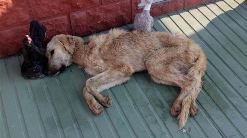 Bartın'da belediyenin hayvan barınağında rezalet iddiası