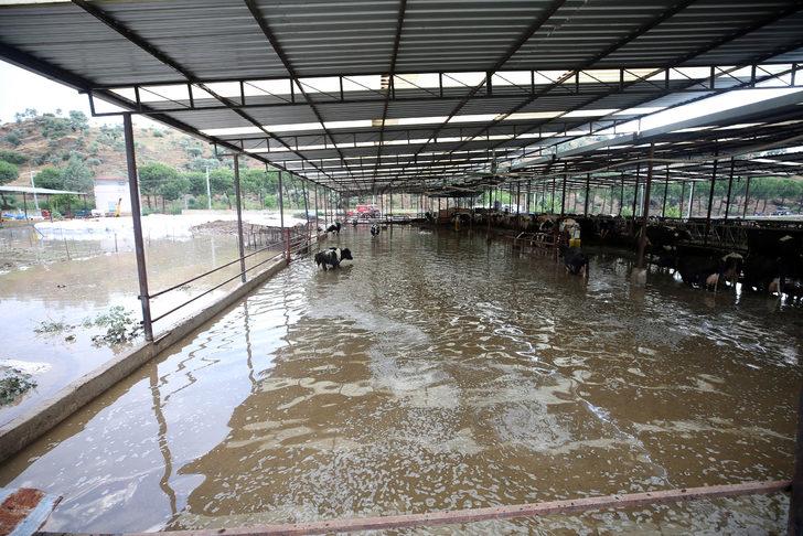 Aydın'da sağanak sonucu dereler taştı, ev ve iş yerlerini su bastı G2