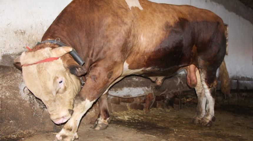 1,3 ton ağırlığındaki dev kurbanlık alıcısını bekliyor! Sahibinin istediği rakam ise cep yakıyor