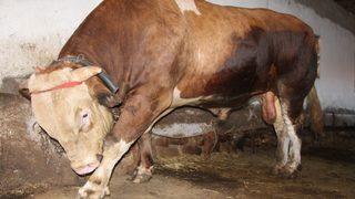 1,3 ton ağırlığındaki dev kurbanlık alıcısını bekliyor! Sahibinin istediği rakam ise cep yakıyor