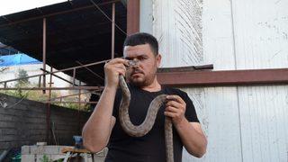 İnsanlar yanına bile yaklaşamıyorken o elleriyle yakaladı! Ona 'Yılancı Mustafa' diyorlar