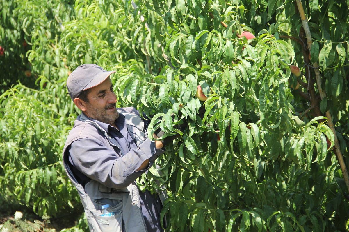Hatay'da yassı şeftali hasadı başladı