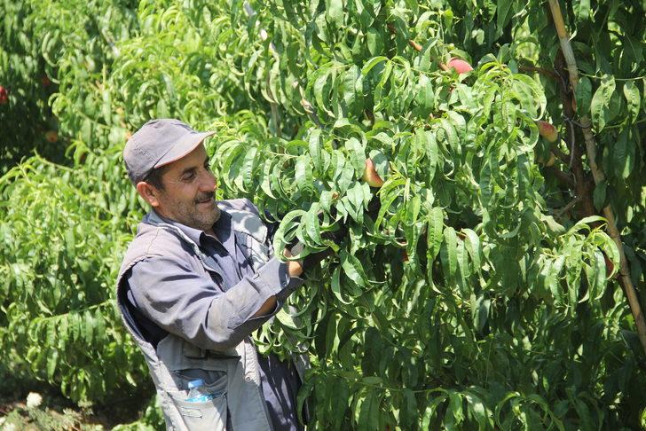 Hatay'da yassı şeftali hasadı başladı G1