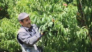 Hatay'da yassı şeftali hasadı başladı