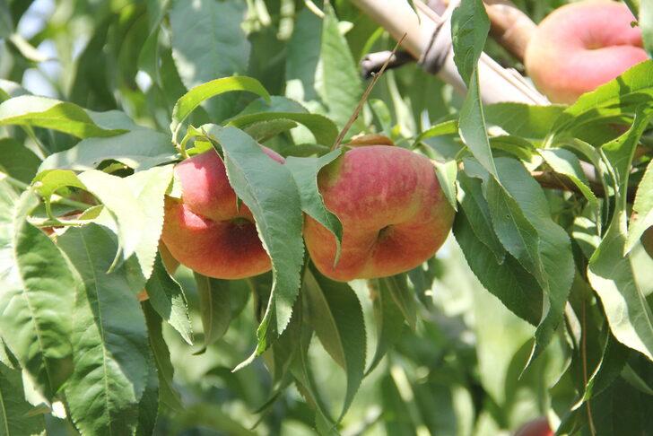 Hatay'da yassı şeftali hasadı başladı G2