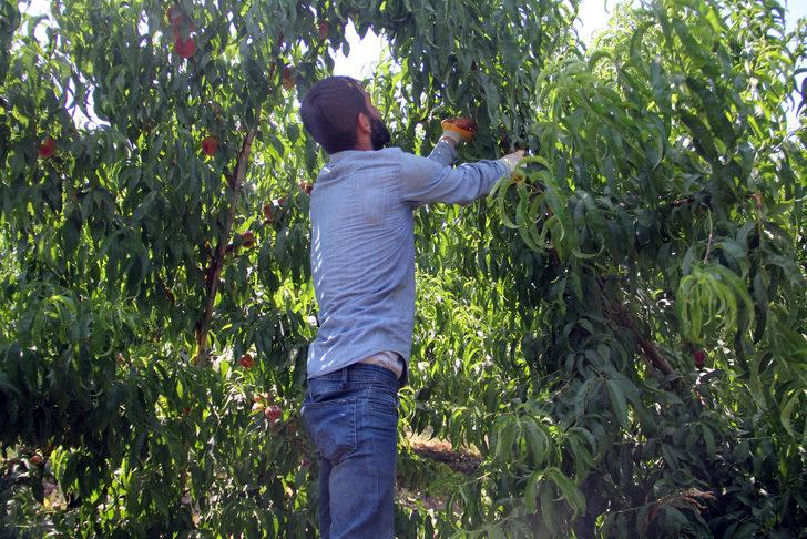 Hatay'da yassı şeftali hasadı başladı G3