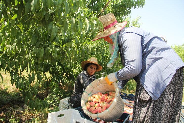Hatay'da yassı şeftali hasadı başladı G4