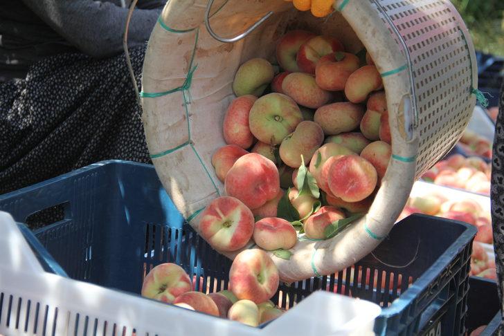 Hatay'da yassı şeftali hasadı başladı G5
