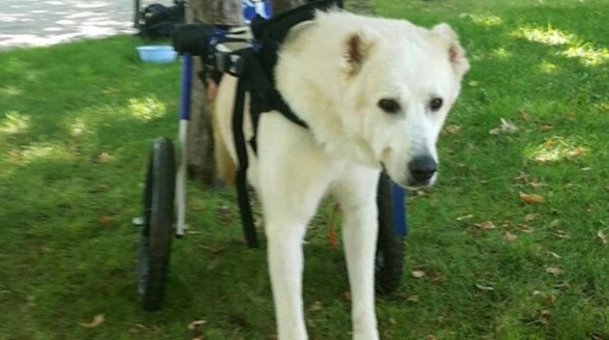 Uyutulacakken hayata dönen köpek için apartmandan tahliye kararı