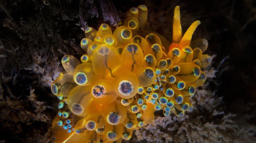 İzmir Körfezi’nde bir ilk! İzmir Büyükşehir Belediye Başkanı Tunç Soyer: "heyecan ve mutluluk verici"