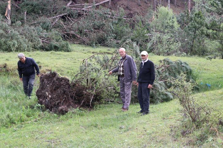Kütahya'da hortum ve fırtınanın 530 çam ağacına zarar verdiği tespit edildi G2