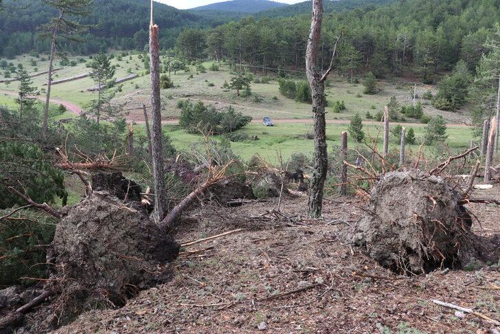 Kütahya'da hortum ve fırtına yüzlerce çam ağacına zarar verdi G4