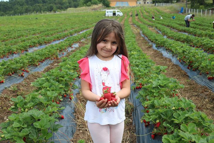 Sakarya'da öğrenciler tarımsal üretimin her aşamasını yerinde öğreniyor G2