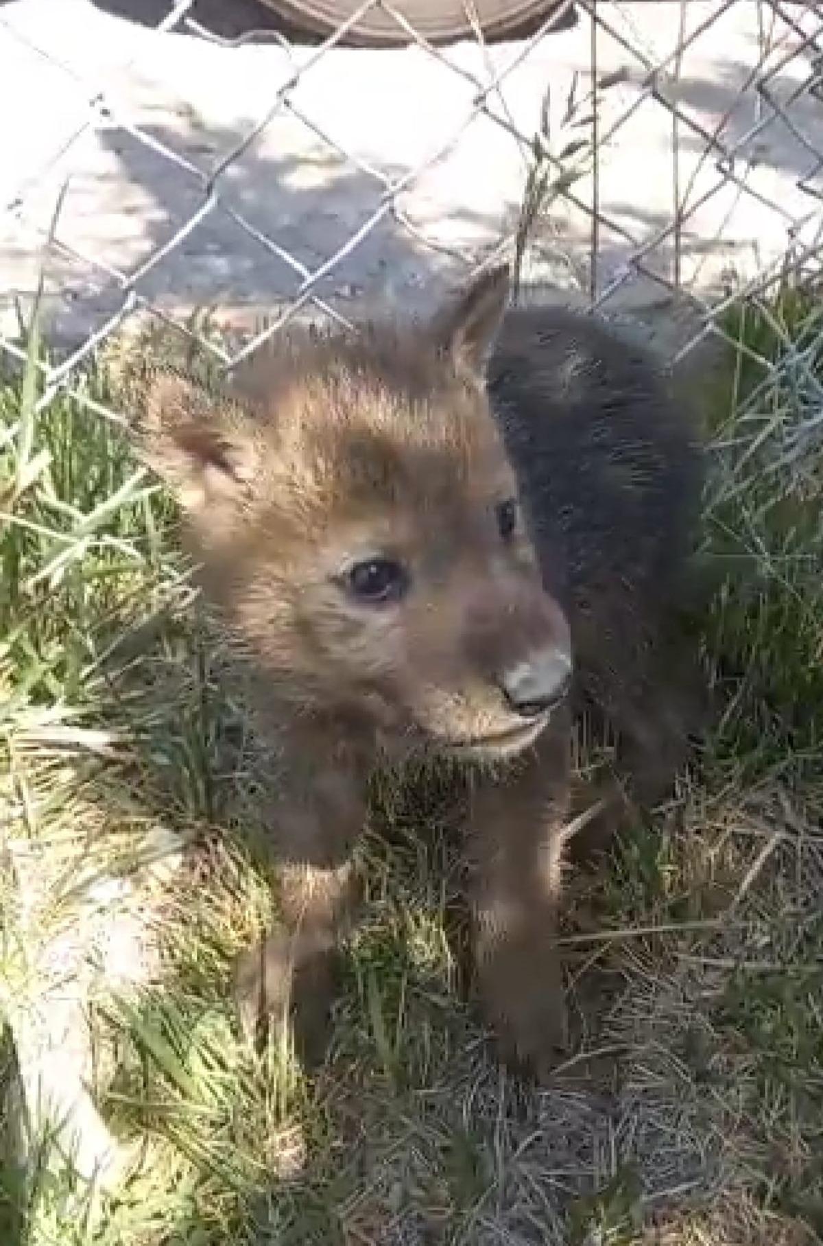 Ağzı bağlı &ccedil;uvalda &ouml;l&uuml;me terk edilen 4 kurt yavrusuna Kahramankazan Belediyesi sahip &ccedil;ıktı