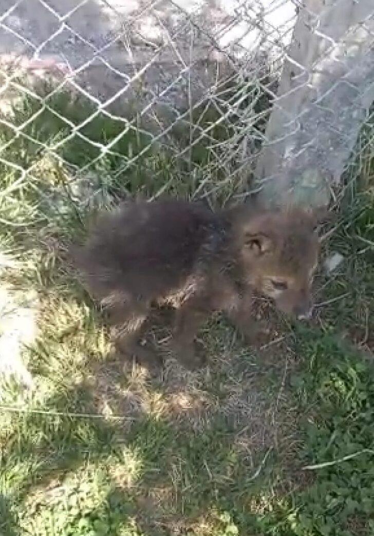 Ağzı bağlı çuvalda ölüme terk edilen 4 kurt yavrusuna Kahramankazan Belediyesi sahip çıktı G2