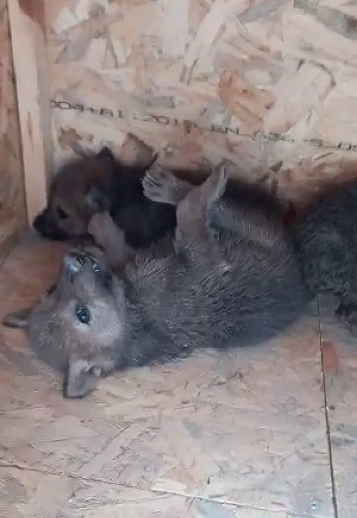 Ağzı bağlı çuvalda ölüme terk edilen 4 kurt yavrusuna Kahramankazan Belediyesi sahip çıktı G3