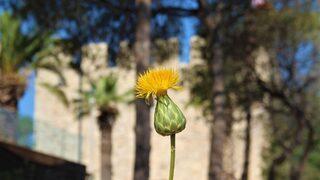 Tülüşah çiçek açtı! Dokunan ise yanar: Koparmanın cezası 109 bin TL