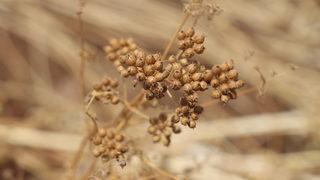 Kilis'te kişniş hasadına başlandı