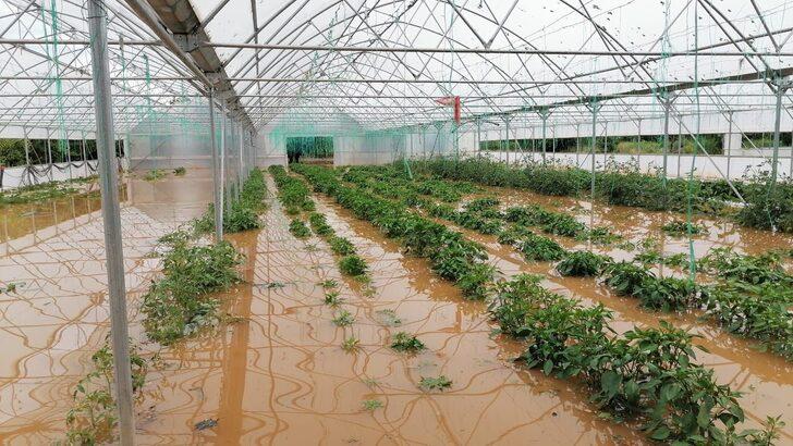 Tokat'ın Zile ilçesinde sağanak ve dolu zarara yol açtı G1