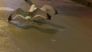 İstanbul’da şaşırtan manzara! Kavga eden martıları vatandaşlar ayırmaya çalıştı