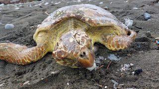 Hatay'da yaralı bulunan deniz kaplumbağası tedaviye alındı