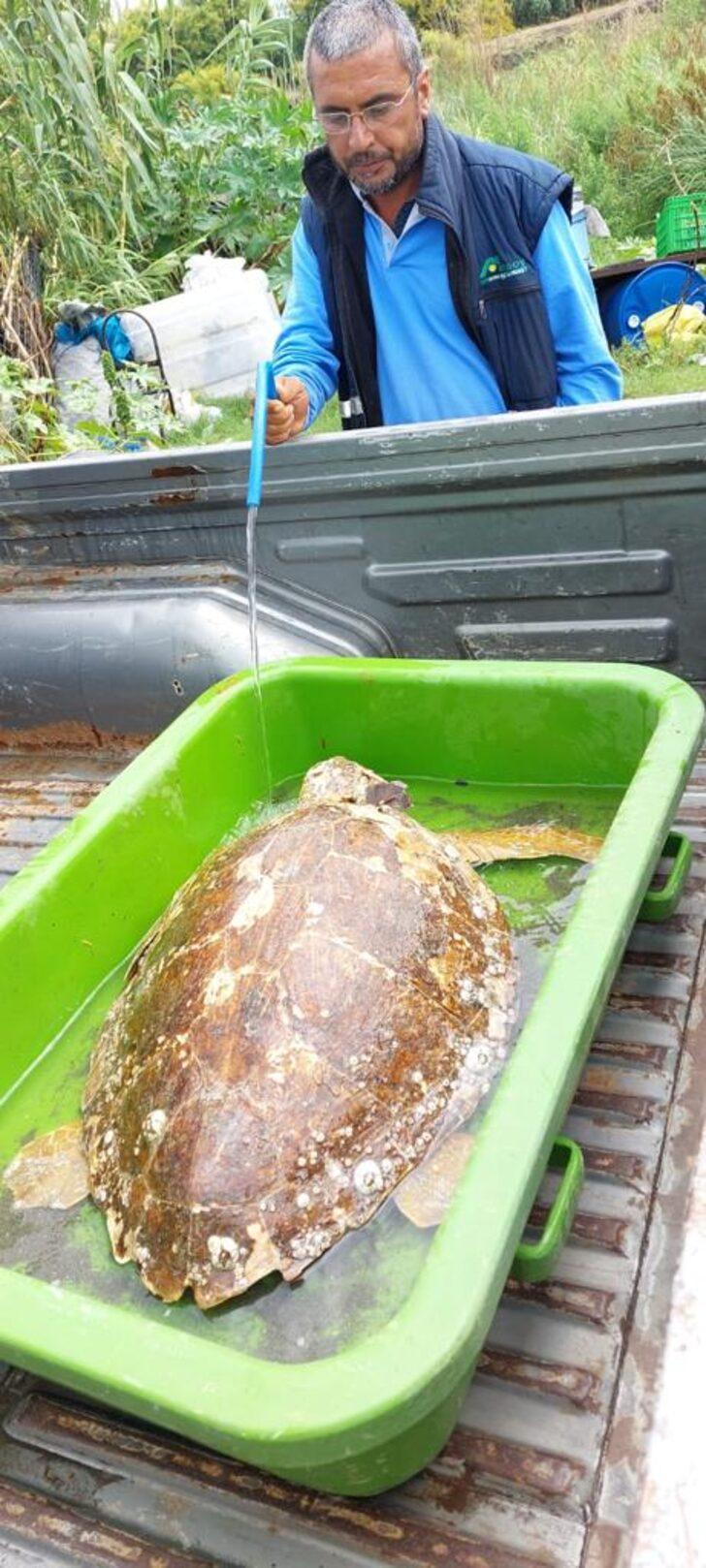 Hatay'da yaralı bulunan deniz kaplumbağası tedaviye alındı G4