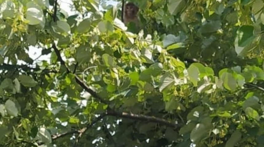 Kocaeli'de ağaçta makak maymunu bulundu