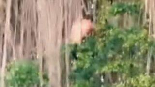 Kutsal ağaca çıplak tırmanan adamın videosu köylüleri çileden çıkarttı! Cezası herkesi şaşırttı