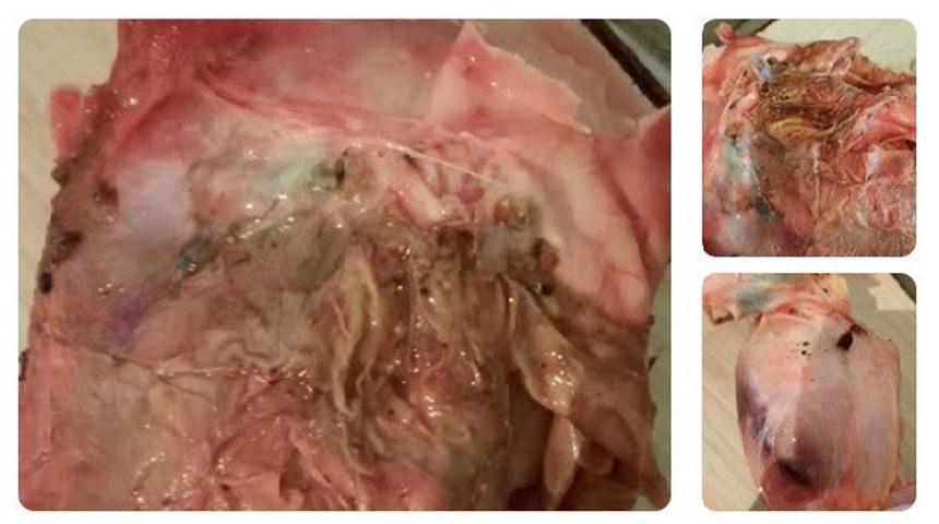 Satın aldığı tavuğun içinden çıkanı görünce hayatının şokunu yaşadı! Mide bulandıran görüntüyü sosyal medyada paylaştı