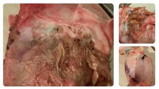 Satın aldığı tavuğun içinden çıkanı görünce hayatının şokunu yaşadı! Mide bulandıran görüntüyü sosyal medyada paylaştı