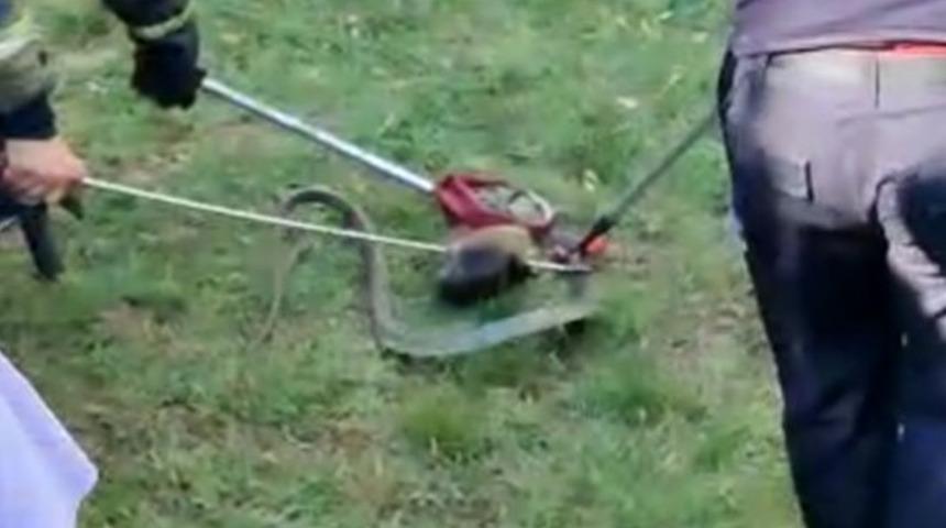 Sitenin bahçesinde görüldü! Ekipler alarma geçti