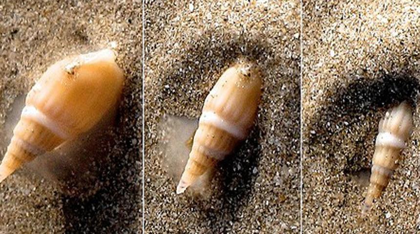 Çay bardağından daha ufak! Dünyanın en tehlikeli türlerinden biri olan Koni salyangozu Türkiye sularında: Dokunuşu 30 kişiyi öldürebilir