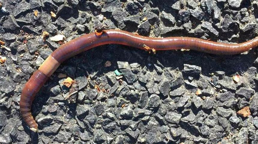 Öldü zannedip dışarı atmayın: Yem diye satıldı, şimdi baş edilemiyor! Ölümcül tehlike