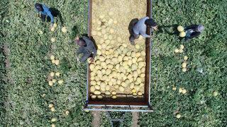 Tarladan 6 liraya çıkıyor! Markette iki katına satılıyor! Fiyatlar önümüzdeki günlerde...