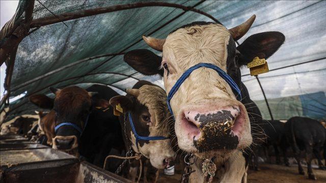 Kurban Bayramı ne zaman? 2022 Kurban Bayramı ayın kaçında, hangi güne denk geliyor? İşte Kurban Bayramı takvimi