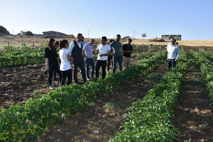 Şırnaklı genç, devlet desteğiyle atıl arazide 6 çeşit sebze ve meyve yetiştiriyor G1