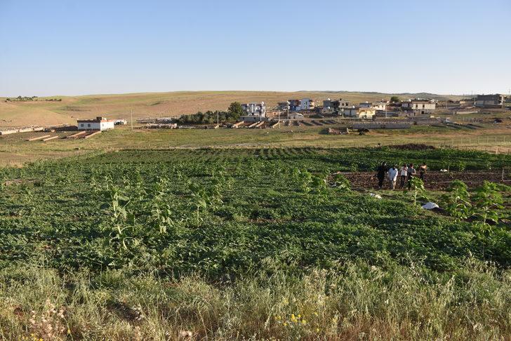 Şırnaklı genç, devlet desteğiyle atıl arazide 6 çeşit sebze ve meyve yetiştiriyor G2