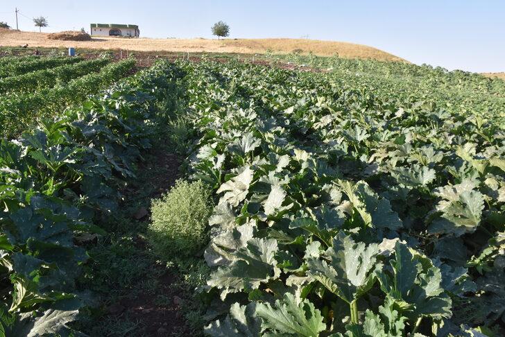 Şırnaklı genç, devlet desteğiyle atıl arazide 6 çeşit sebze ve meyve yetiştiriyor G5