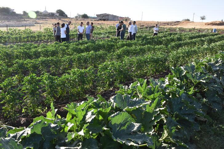 Şırnaklı genç, devlet desteğiyle atıl arazide 6 çeşit sebze ve meyve yetiştiriyor G4