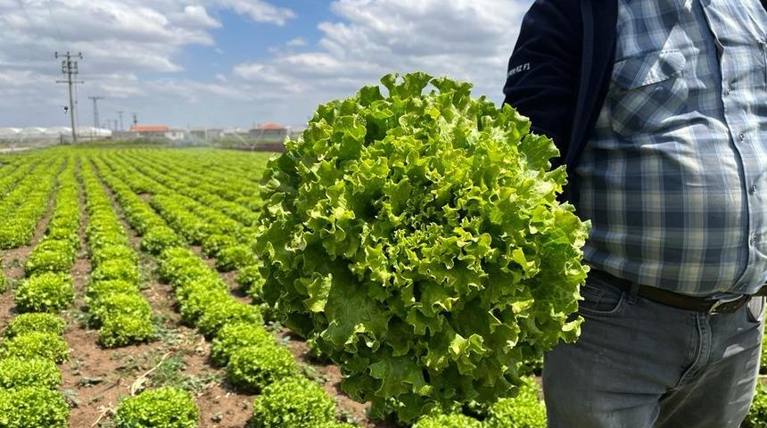 Üretici de tüketici de isyanda! Tarlada 1 lira, markette 7 lira