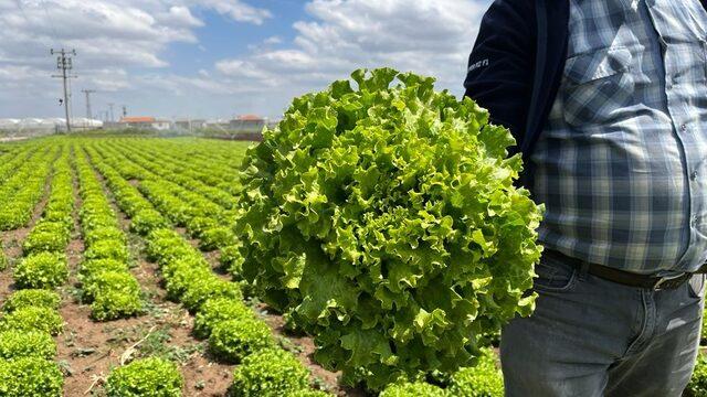Üretici de tüketici de isyanda! Tarlada 1 lira, markette 7 lira