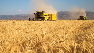 Adım adım gıda krizine… Yüzde 25’i kaybedildi! Buğday için endişelendiren açıklama