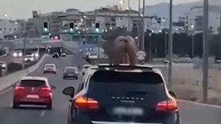 Seyir halindeki aracın sanrufundan çıktı! Bir anda üstü çıplak bir şekilde dans etmeye başladı