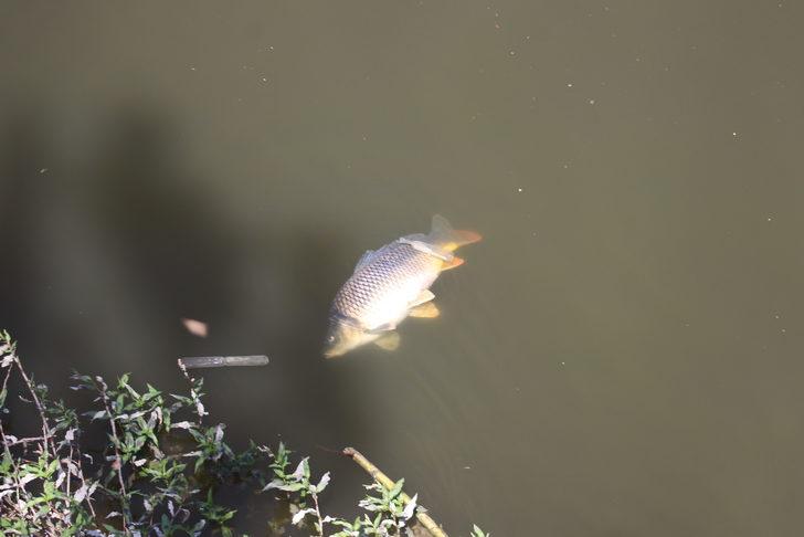 Asi Nehri'nde toplu balık ölümleri görüldü G2