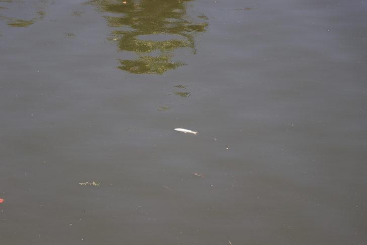 Asi Nehri'nde toplu balık ölümleri görüldü G3