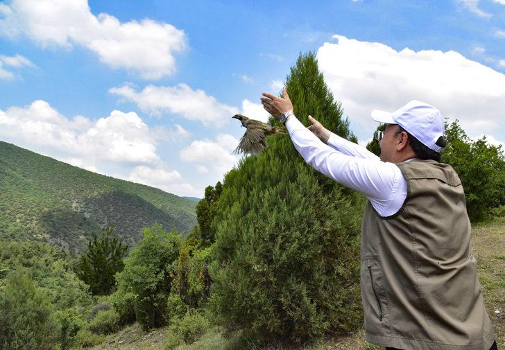 Bilecik'te 475 kınalı keklik doğaya bırakıldı G2