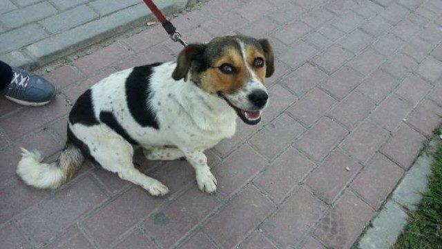 Kadın avukattan köpeğine tecavüz iddiasıyla suç duyurusu