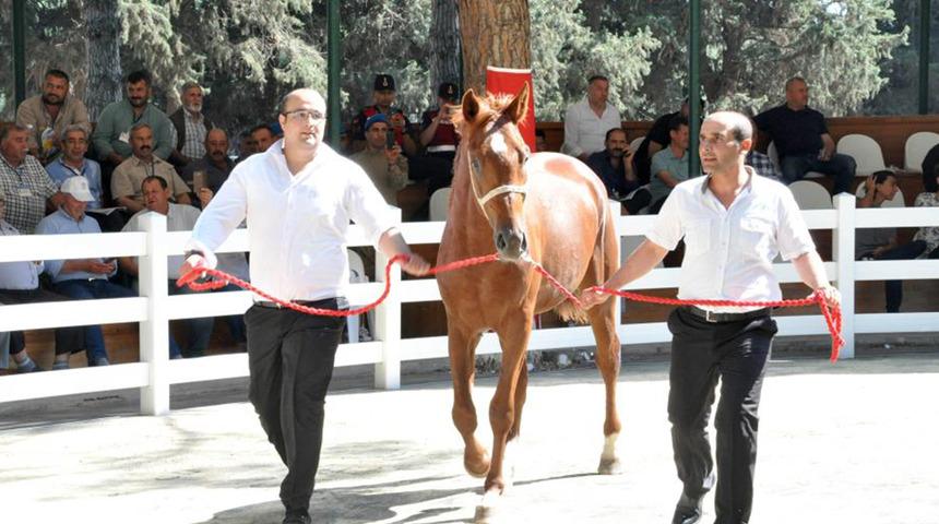 Ev fiyatına satılan tay görenleri hayran bıraktı!