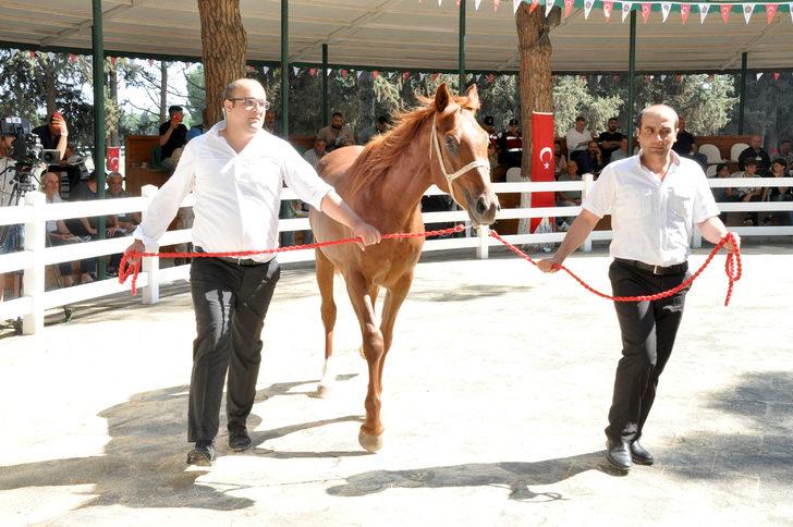 TİGEM 49 tayın satışından toplam 8 milyon 466 bin lira gelir elde etti G2